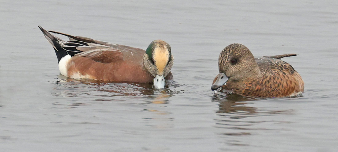 American Wigeon
