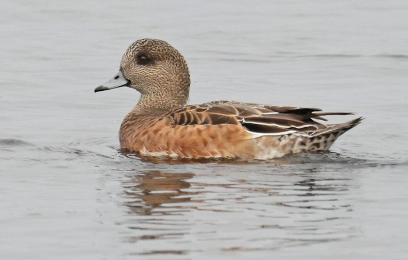 American Wigeon