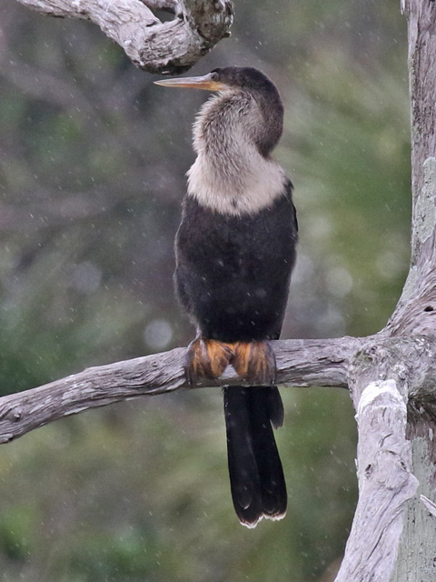 Anhinga