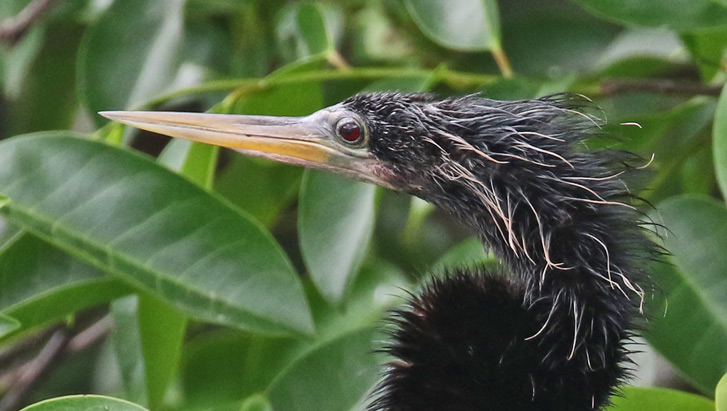 Anhinga