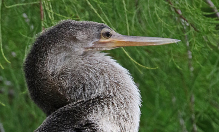Anhinga