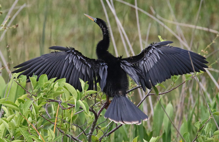 Anhinga