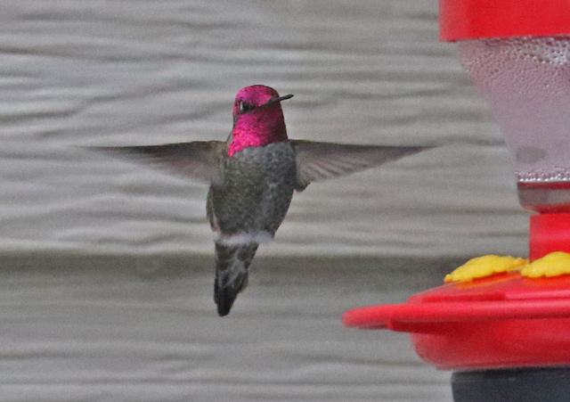 Anna's Hummingbird