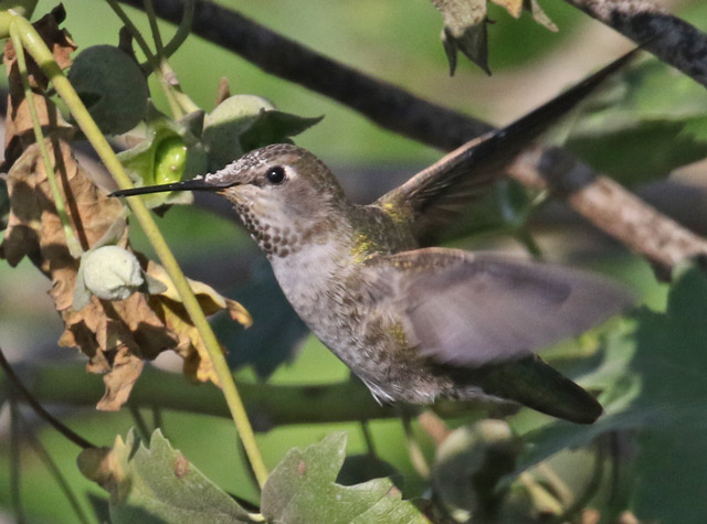 Anna's Hummingbird (female) photo #1