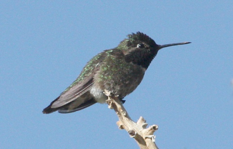 Anna's Hummingbird photo #3