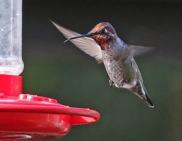 Anna's Hummingbird