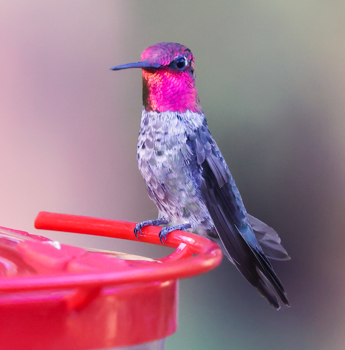 Anna's Hummingbird photo #3