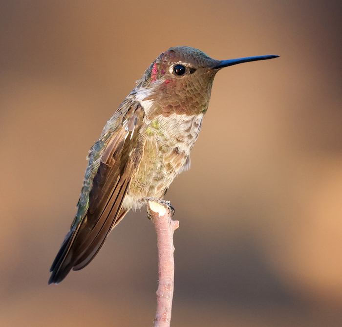 Anna's Hummingbird photo #2