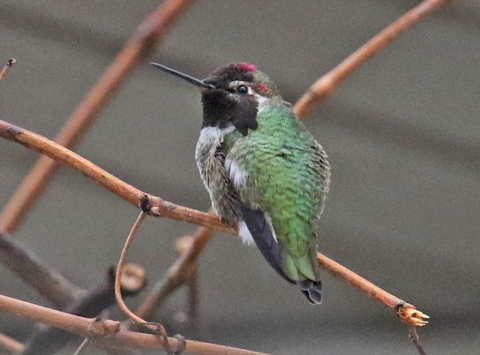 Anna's Hummingbird