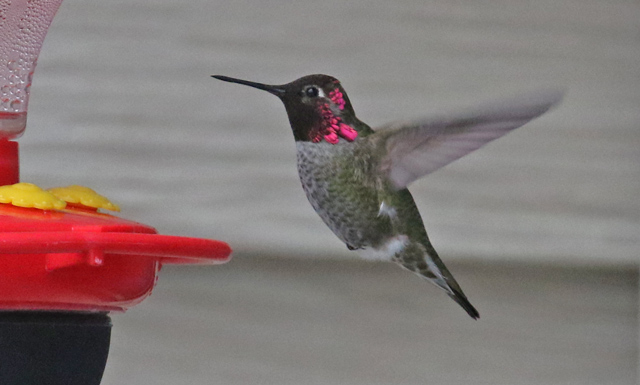 Anna's Hummingbird