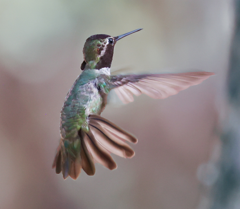Anna's Hummingbird photo #4