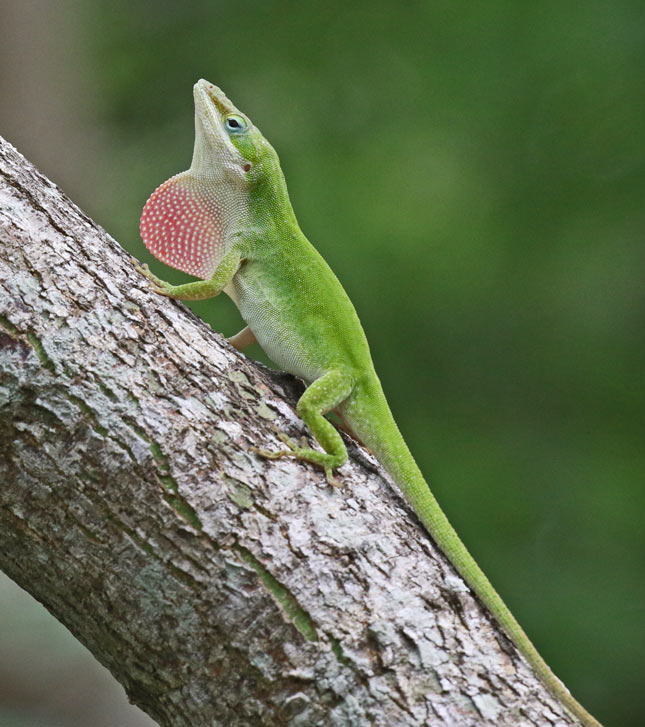Green Anole
