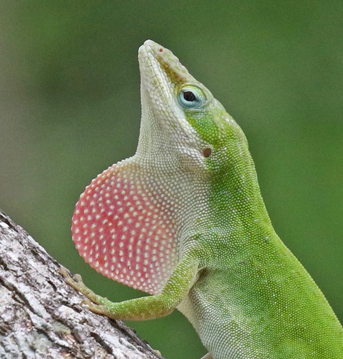 Green Anole