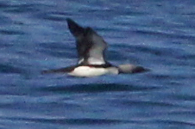 Arctic Loon