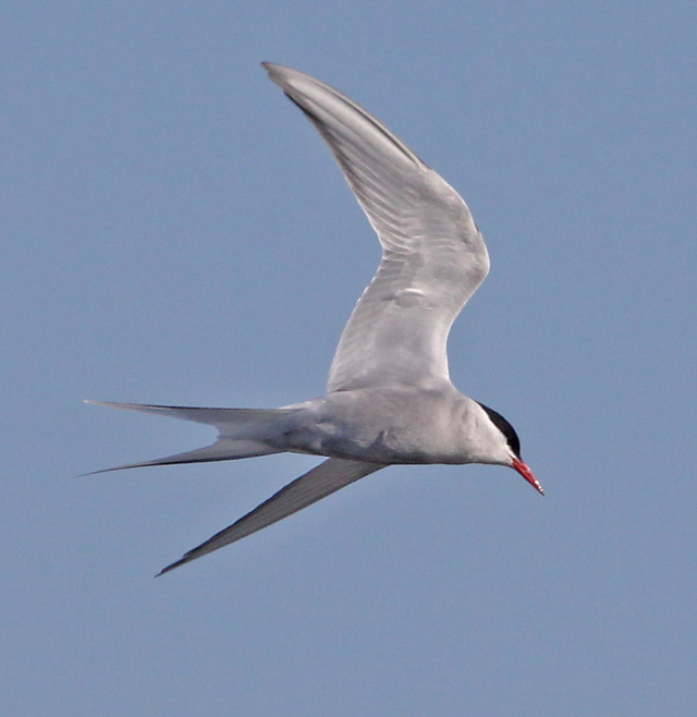 Arctic Tern