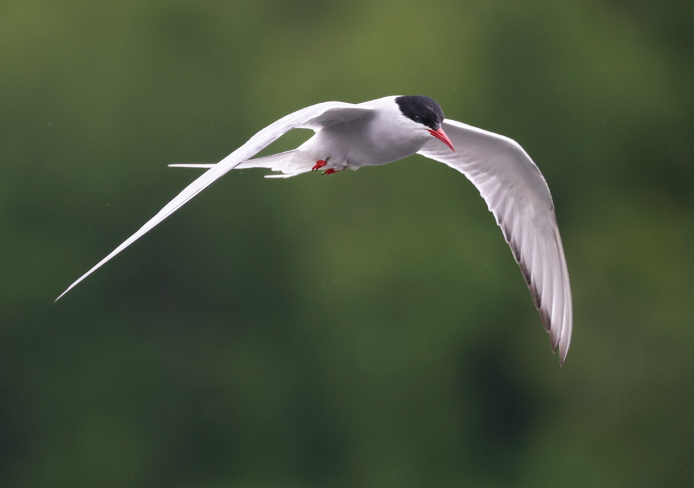 Arctic Tern