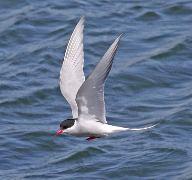 Arctic Tern