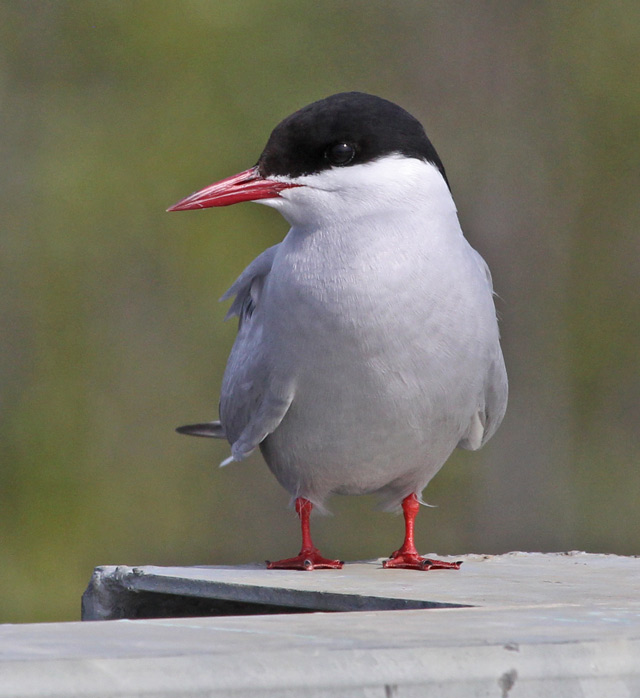 Arctic Tern