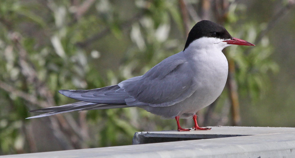 Arctic Tern
