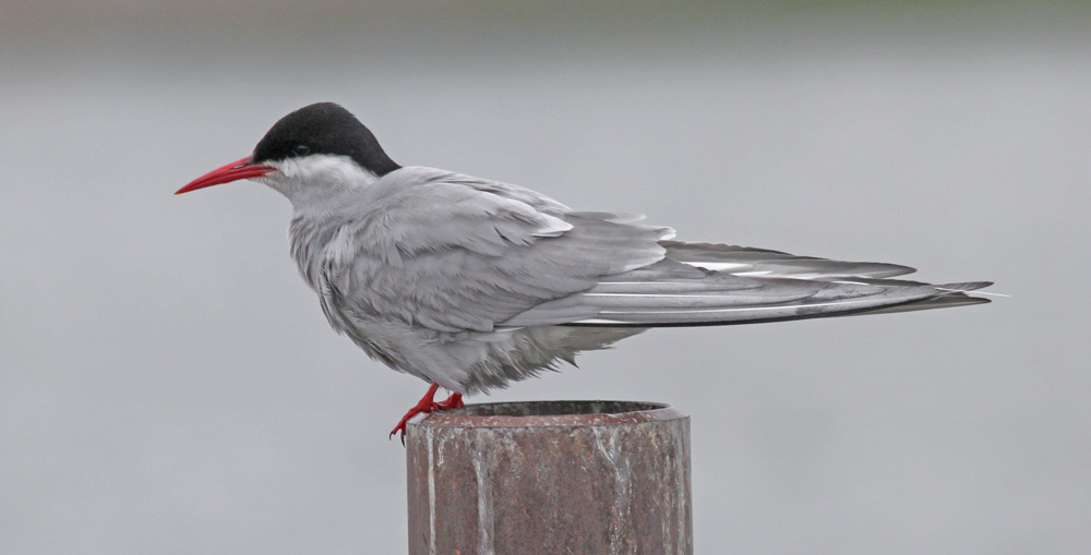 Arctic Tern
