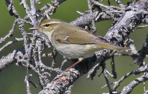 Arctic Warbler