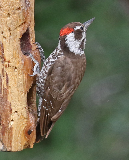 Arizona Woodpecker