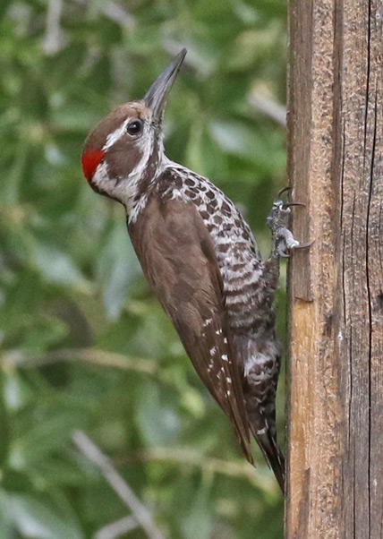 Arizona Woodpecker