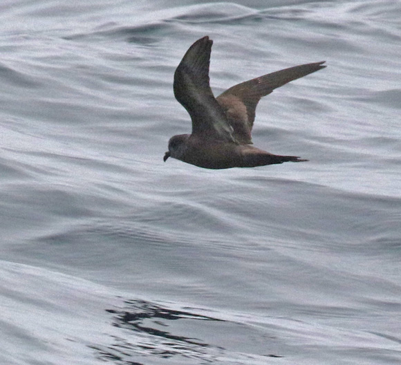 Ashy Storm-petrel