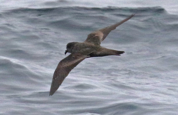 Ashy Storm-petrel