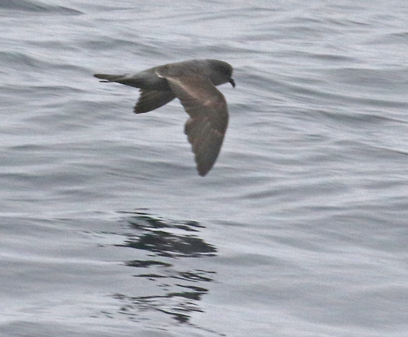 Ashy Storm-petrel
