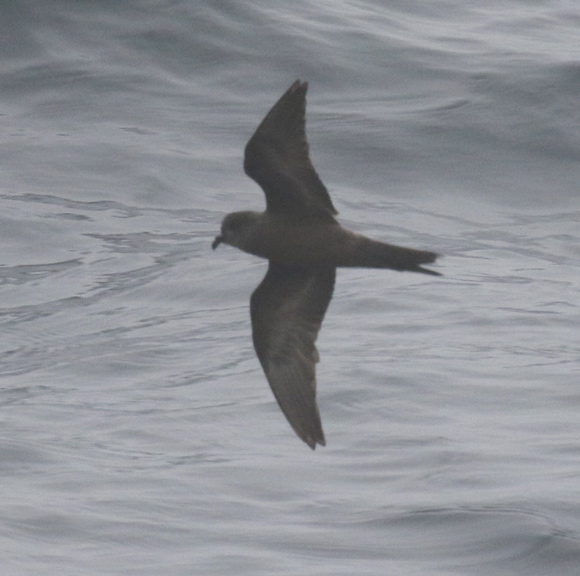 Ashy Storm-petrel