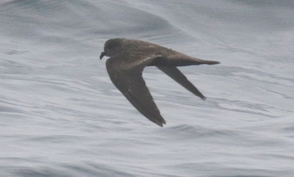 Ashy Storm-petrel