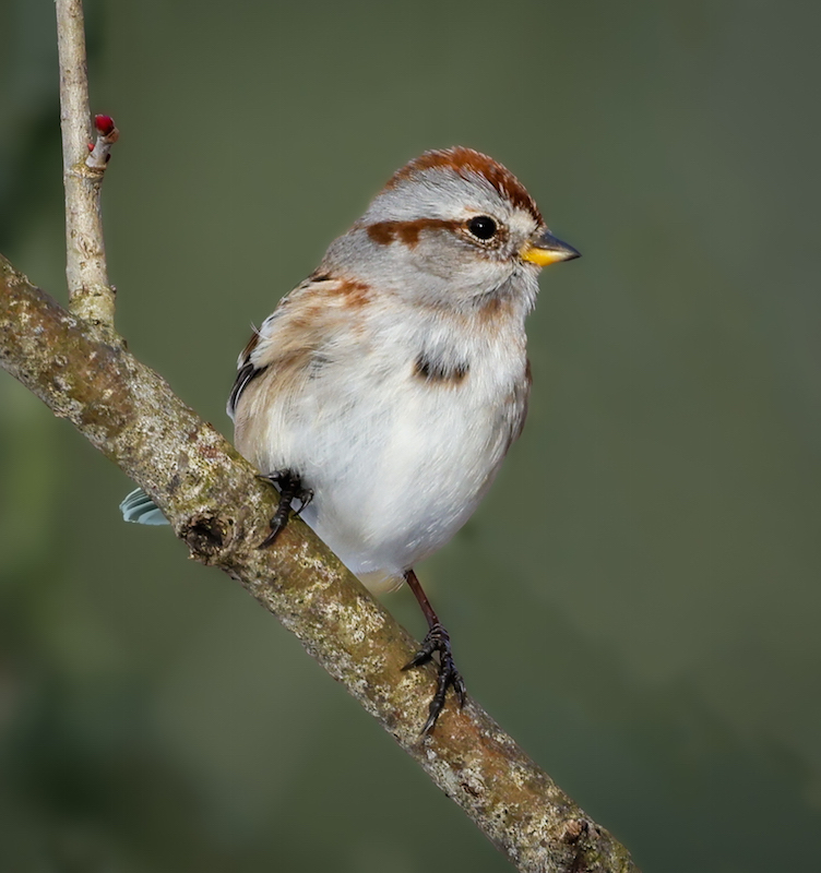 American Tree Sparrow photo #5