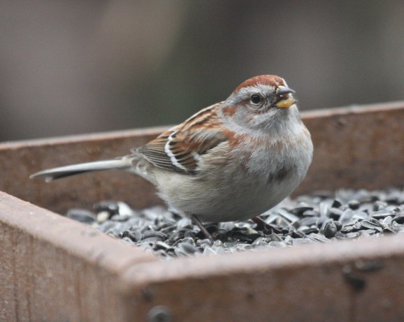 American Tree Sparrow photo #2