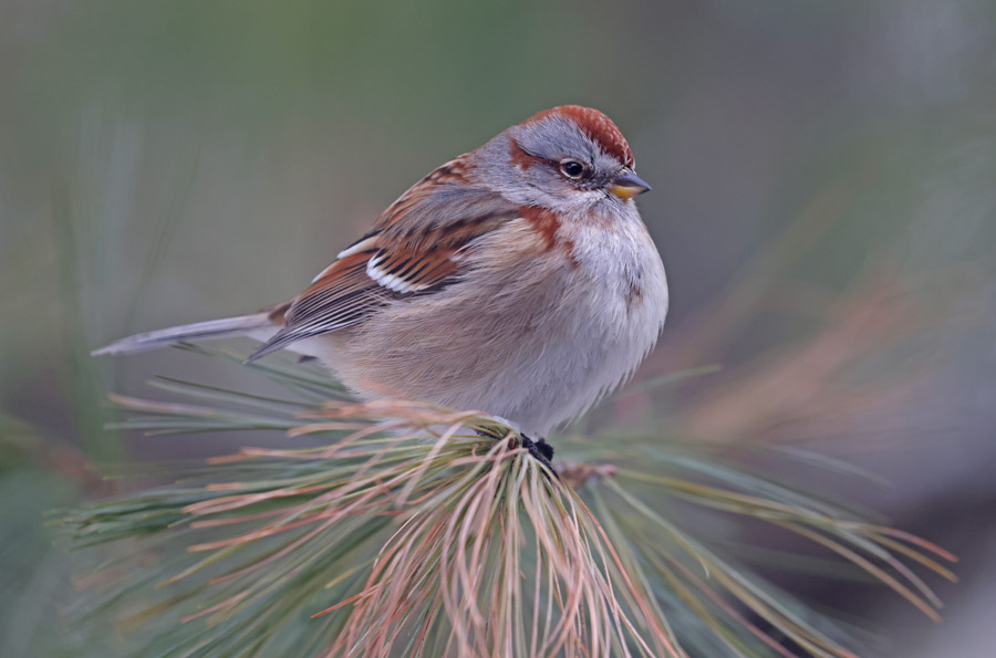 American Tree Sparrow photo #1