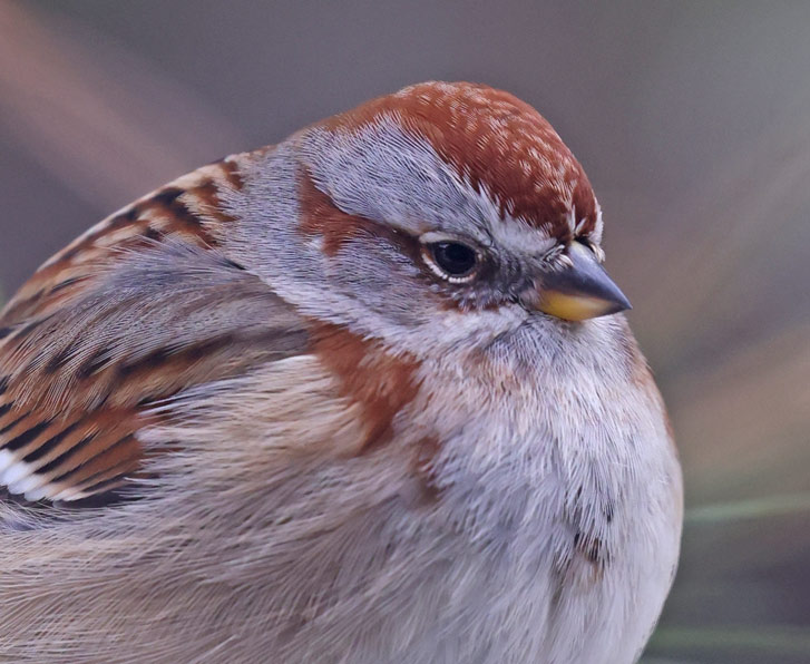 American Tree Sparrow photo #3