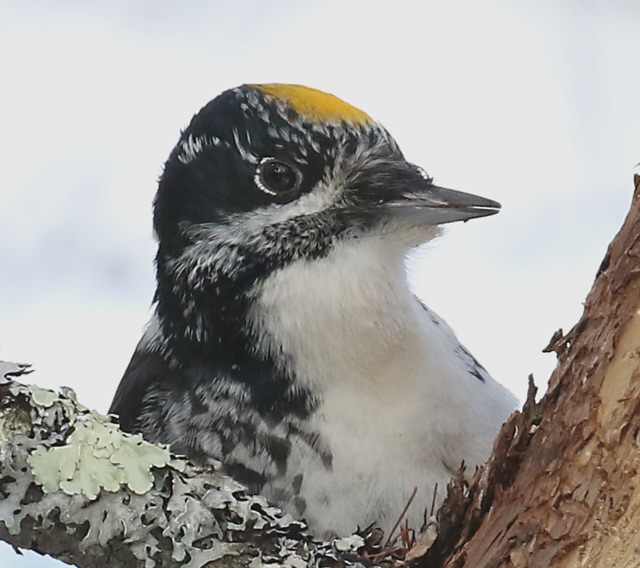 American Three-toed Woodpecker