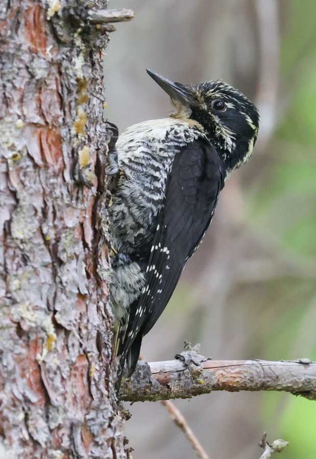 American Three-toed Woodpecker Photo 2
