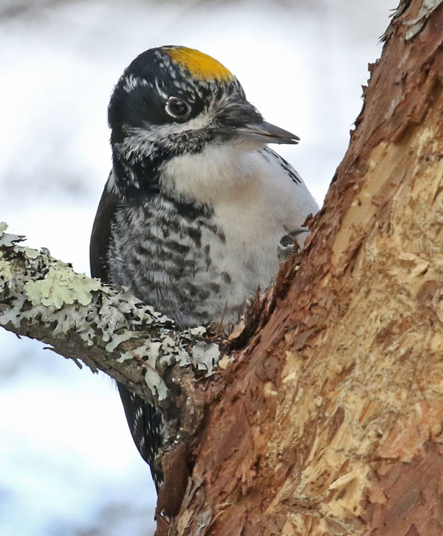American Three-toed Woodpecker