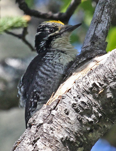 American Three-toed Woodpecker 