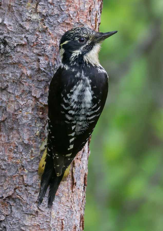 American Three-toed Woodpecker Photo 1
