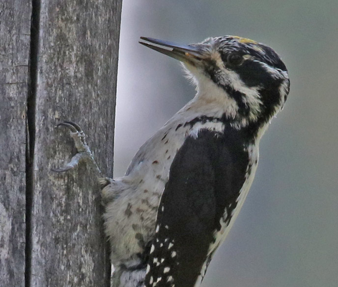 American Three-toed Woodpecker Photo 2