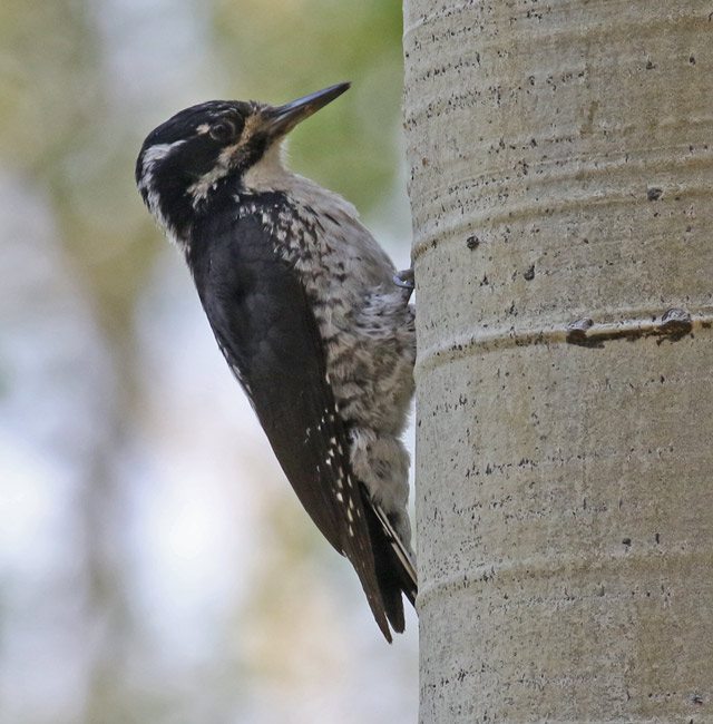 American Three-toed Woodpecker Photo 1