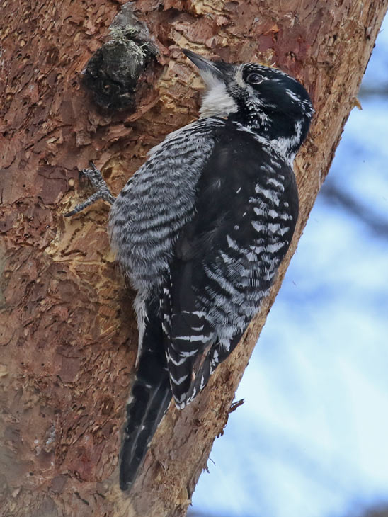 American Three-toed Woodpecker