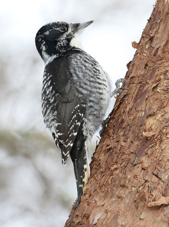 American Three-toed Woodpecker