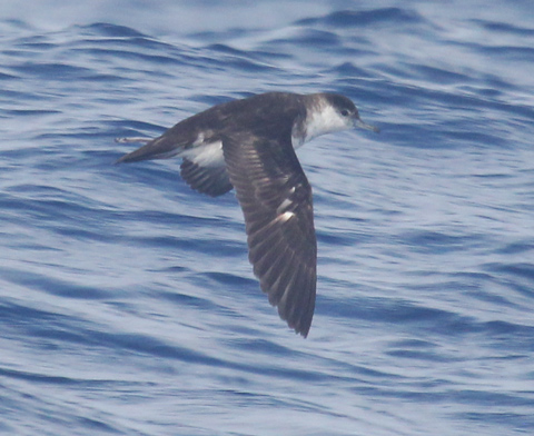 Audubon Shearwater