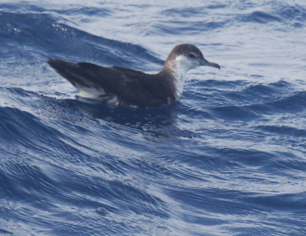 Audubon Shearwater