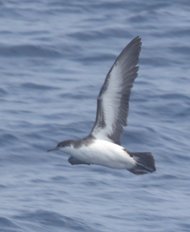 Audubon Shearwater