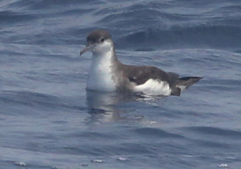 Audubon Shearwater