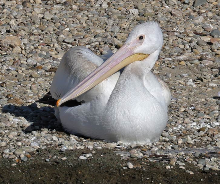 American White Pelican photo #2